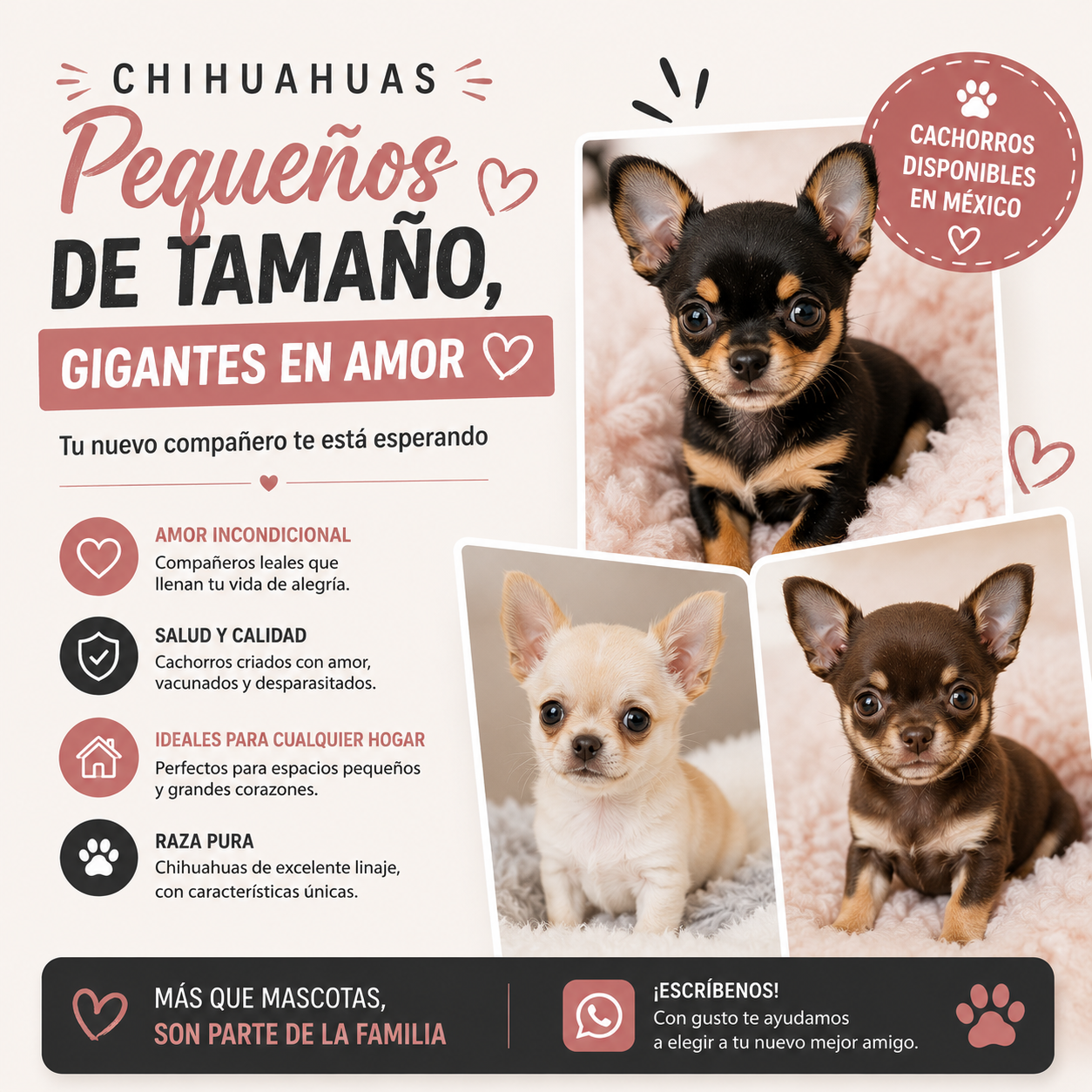 Promoción Chihuahua