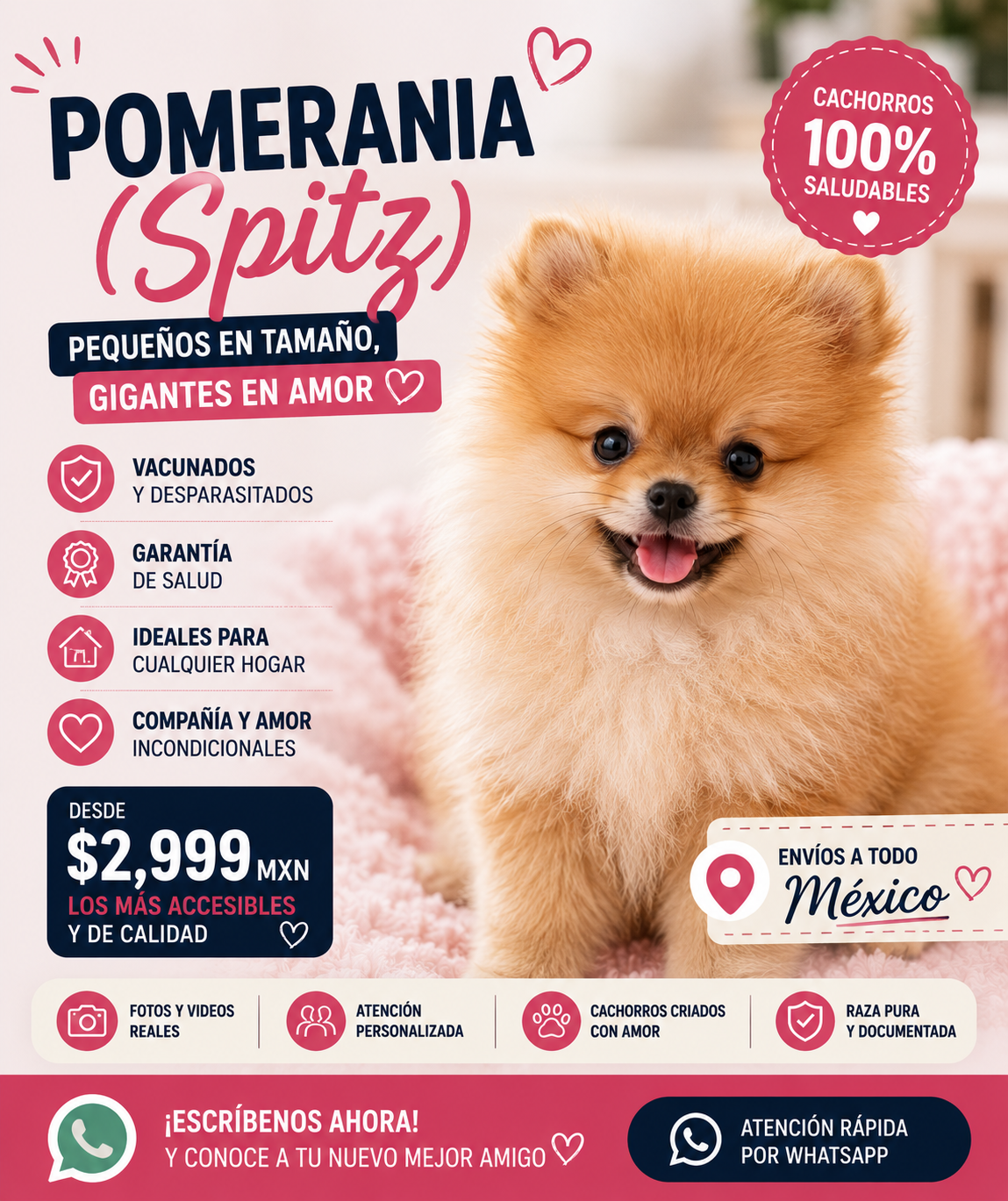 Cachorros Pomerania
